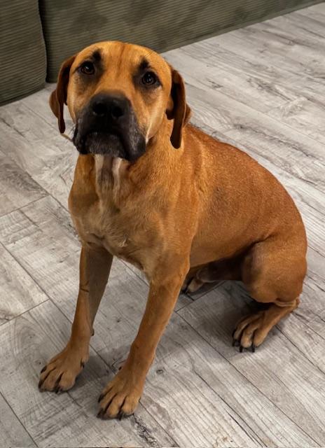 Enlarge Atlas Wyatt, a Adoptable mixed breed in Albuquerque, NM image 2/5