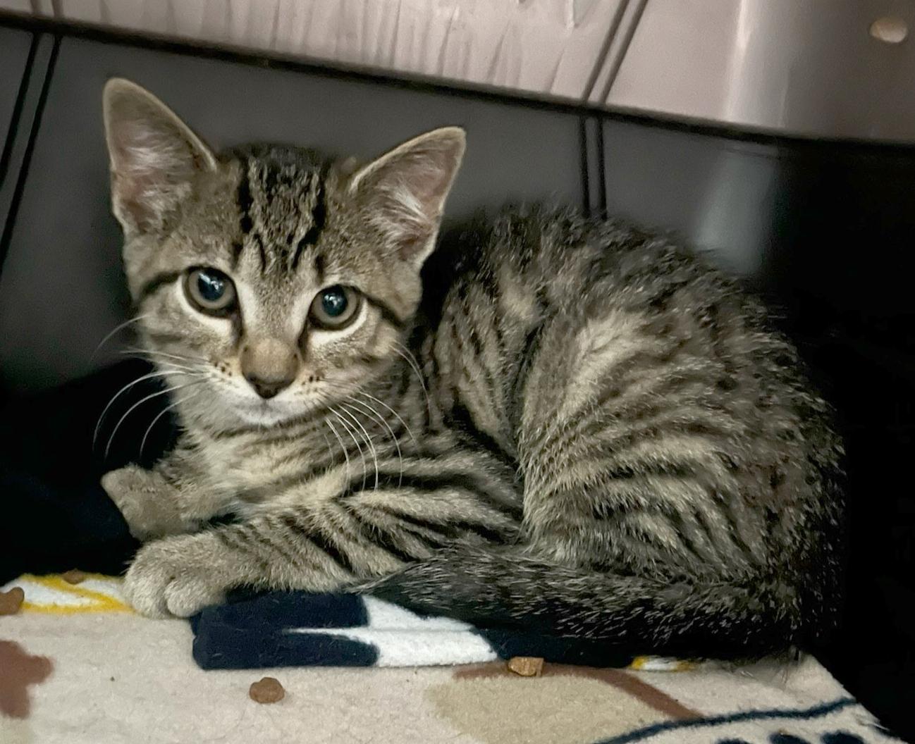 Peony, Baby Female Tabby