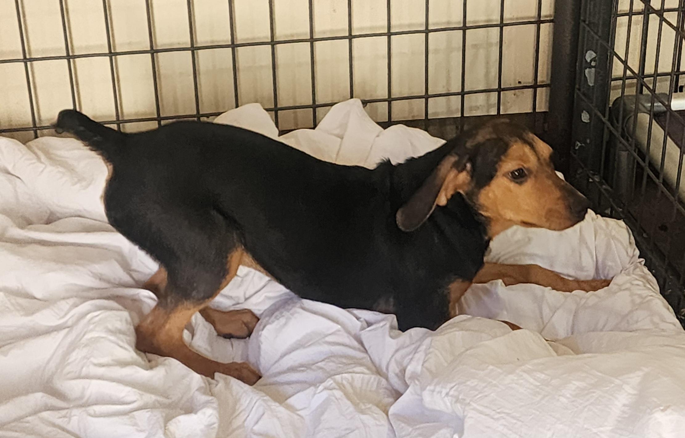 Mylie, a Adoptable mixed breed in Watertown, CT image 3/3