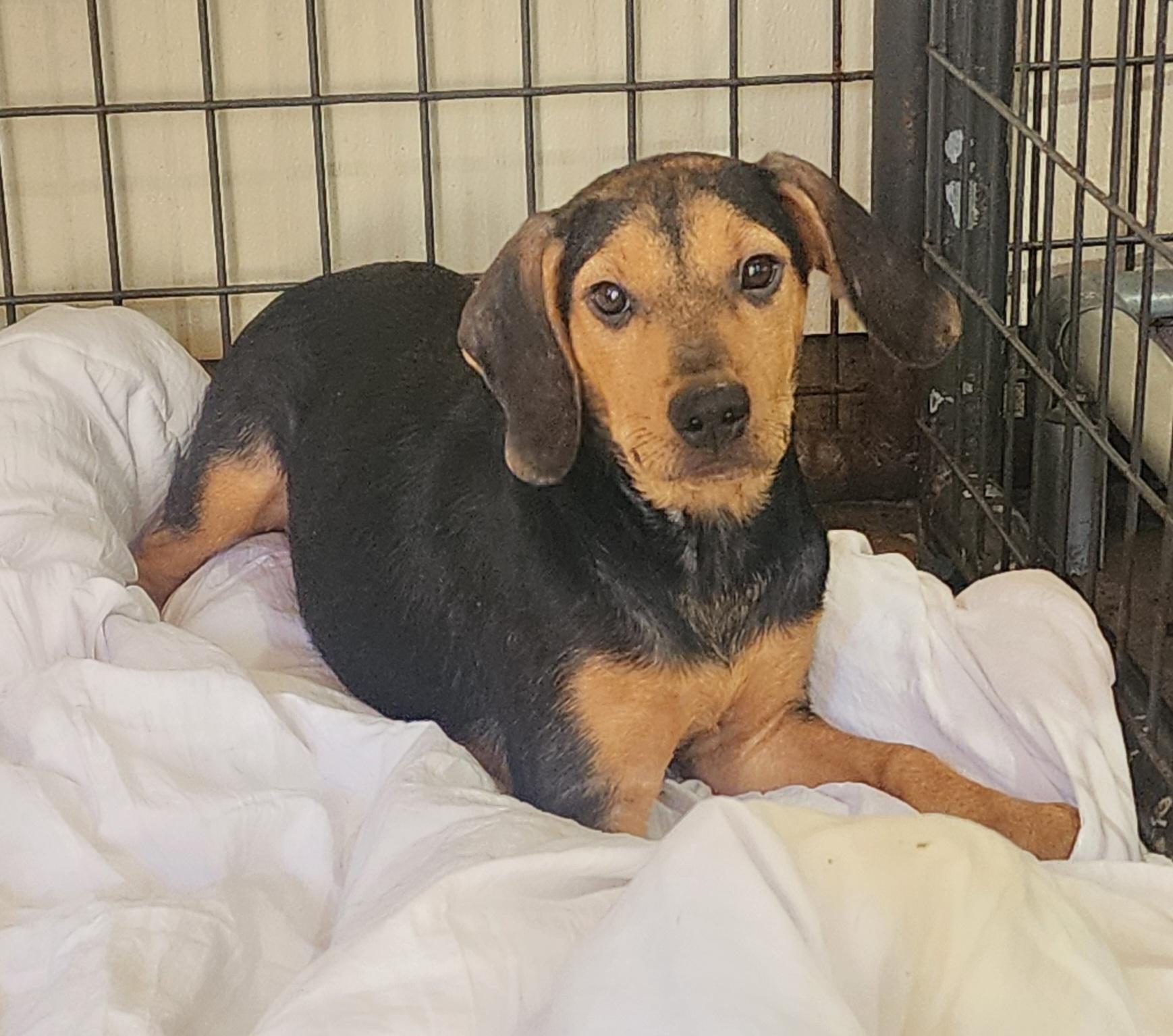 Mylie, a Adoptable mixed breed in Watertown, CT image 1/3