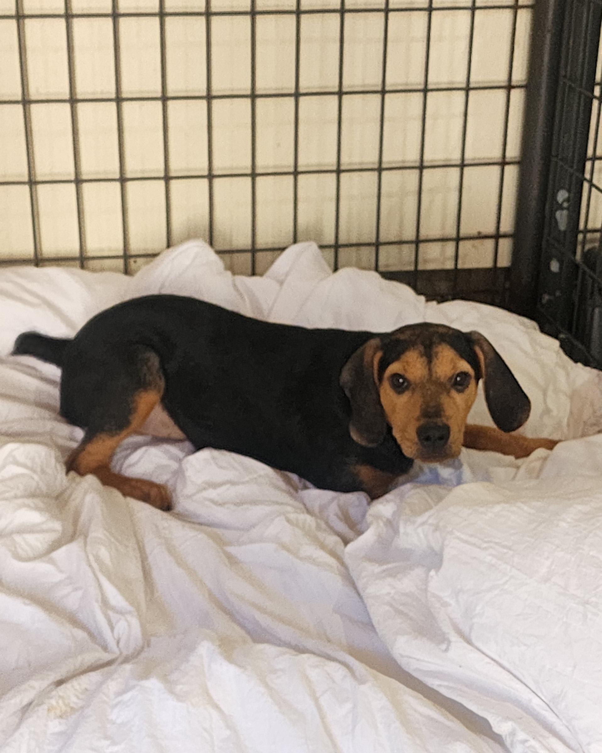 Mylie, a Adoptable mixed breed in Watertown, CT image 2/3