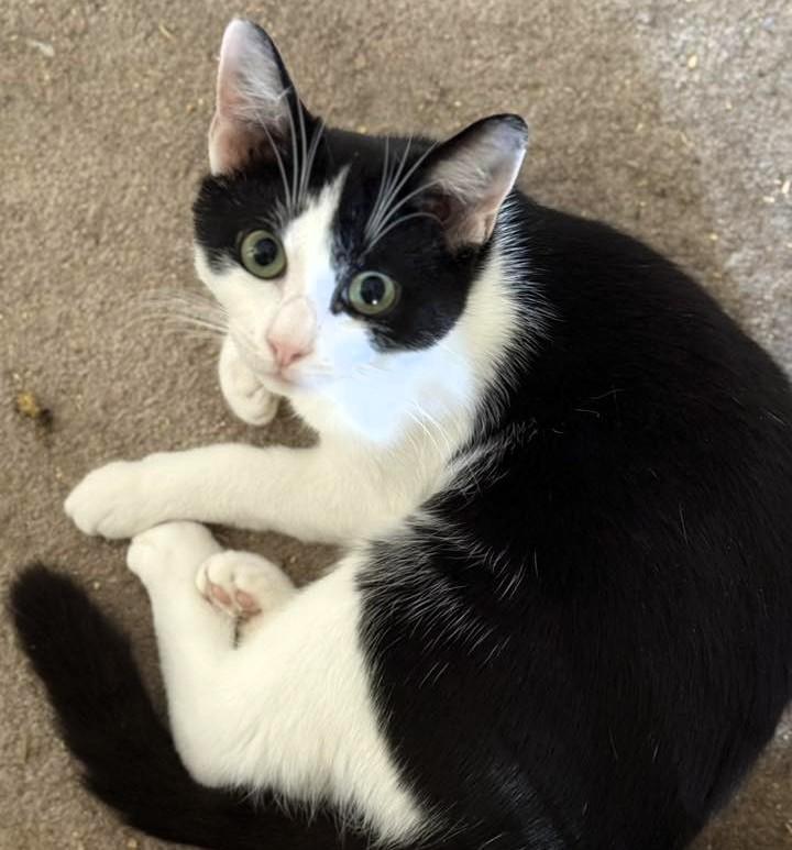 Mei Mei, a Adoptable Domestic Short Hair in Pittsburgh, PA image 1/5