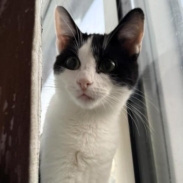 Mei Mei, a Adoptable Domestic Short Hair in Pittsburgh, PA image 2/5