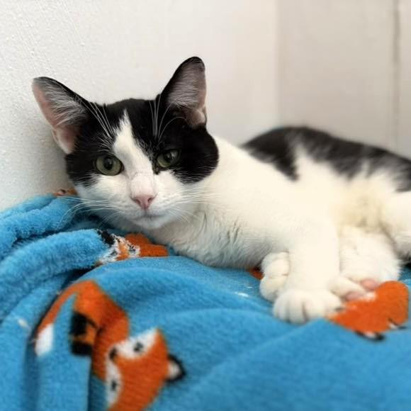 Mei Mei, a Adoptable Domestic Short Hair in Pittsburgh, PA image 3/5