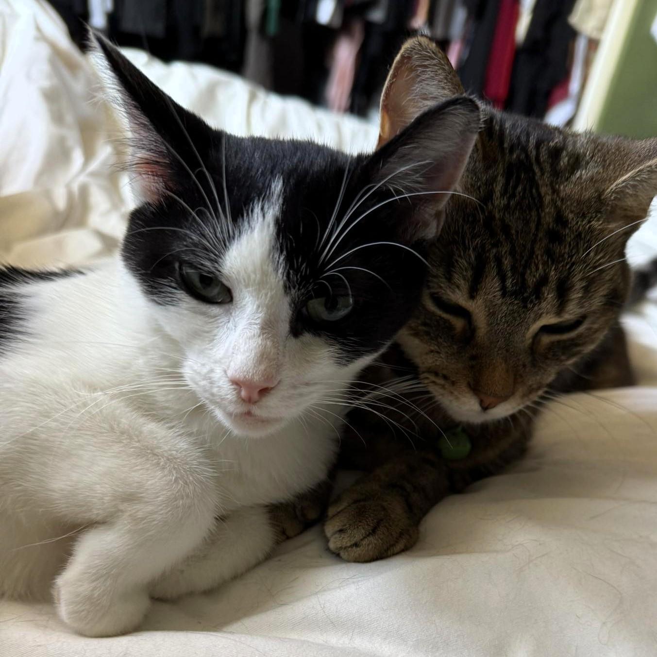 Mei Mei, a Adoptable Domestic Short Hair in Pittsburgh, PA image 5/5