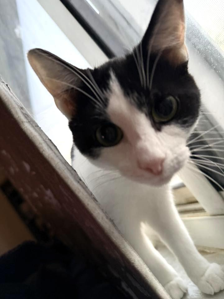 Mei Mei, a Adoptable Domestic Short Hair in Pittsburgh, PA image 4/5