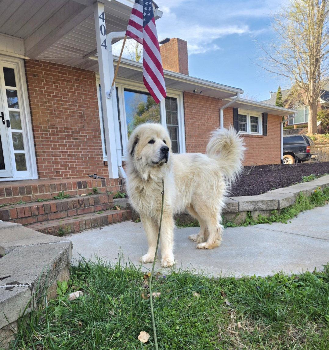 Enlarge Thor, a Adopted Great Pyrenees in Thomasville, NC image 2/3