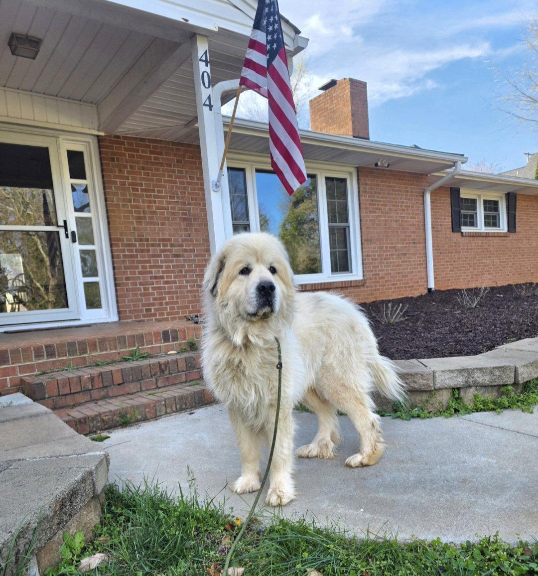 Enlarge Thor, a Adopted Great Pyrenees in Thomasville, NC image 3/3