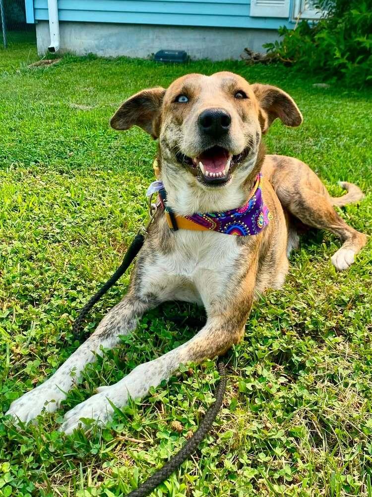 Zeraora, Adoptable, Adult Female Mixed Breed.