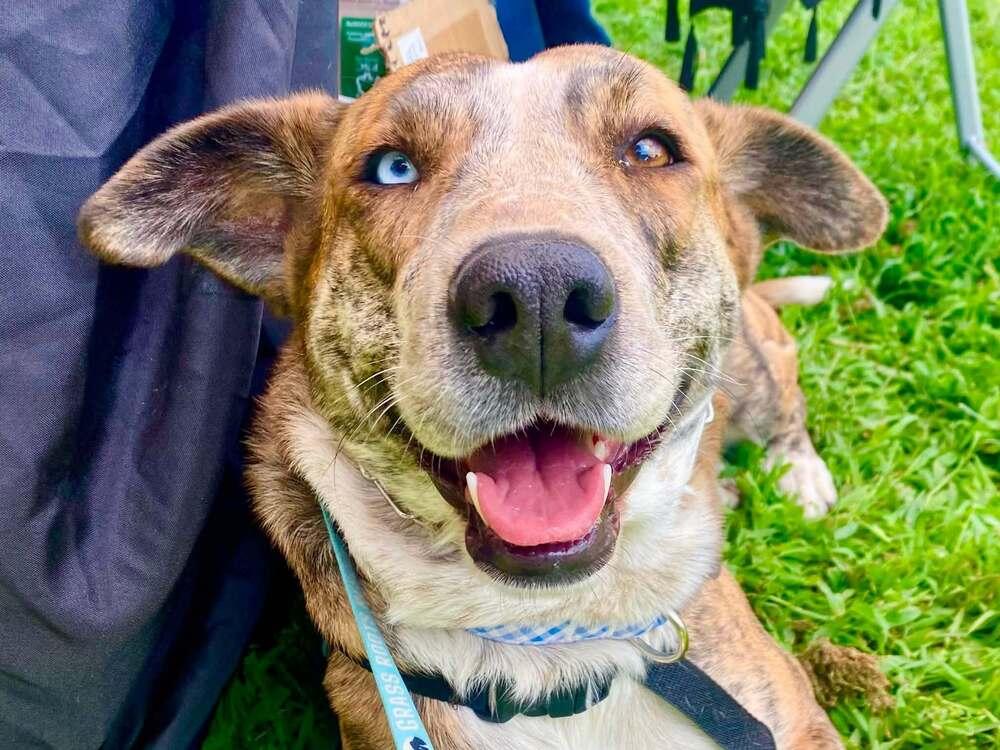 Enlarge Zeraora, a Adoptable mixed breed in Milton, DE image 3/5