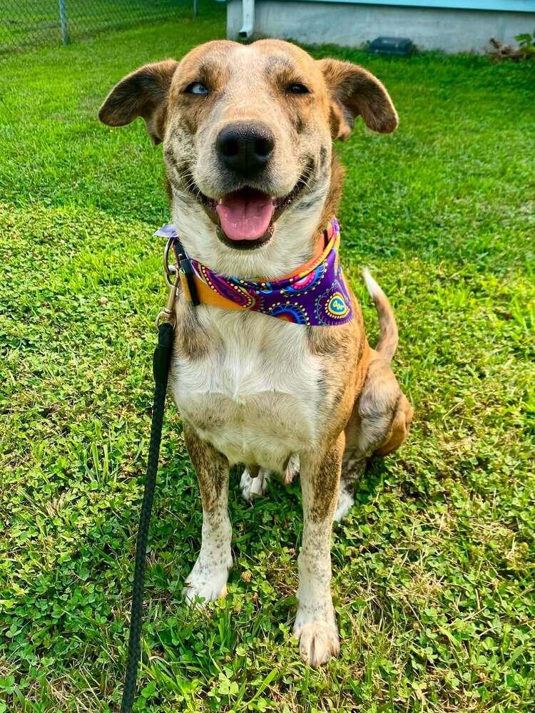 Zeraora, a Adoptable mixed breed in Milton, DE image 3/3