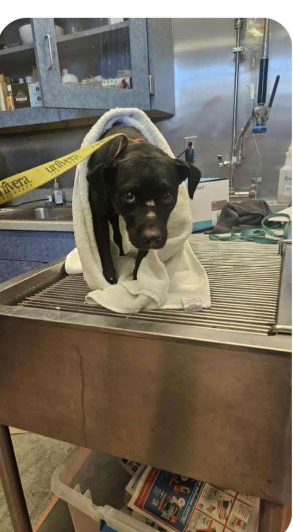 Enlarge Chase Miles, a Adopted Chihuahua in Lockport, NY image 1/1