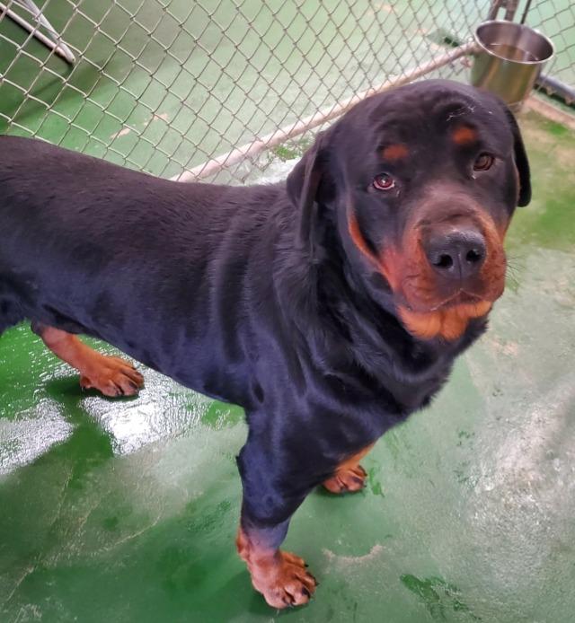 DURANGO, ADOPTABLE, Adult Male Rottweiler.