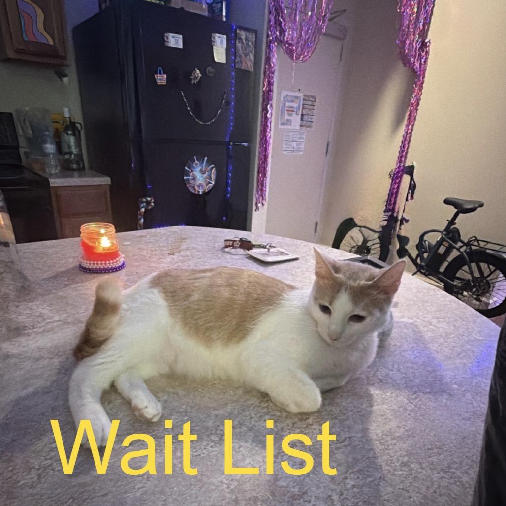 Inferno, Adoptable, Young Male Domestic Short Hair.