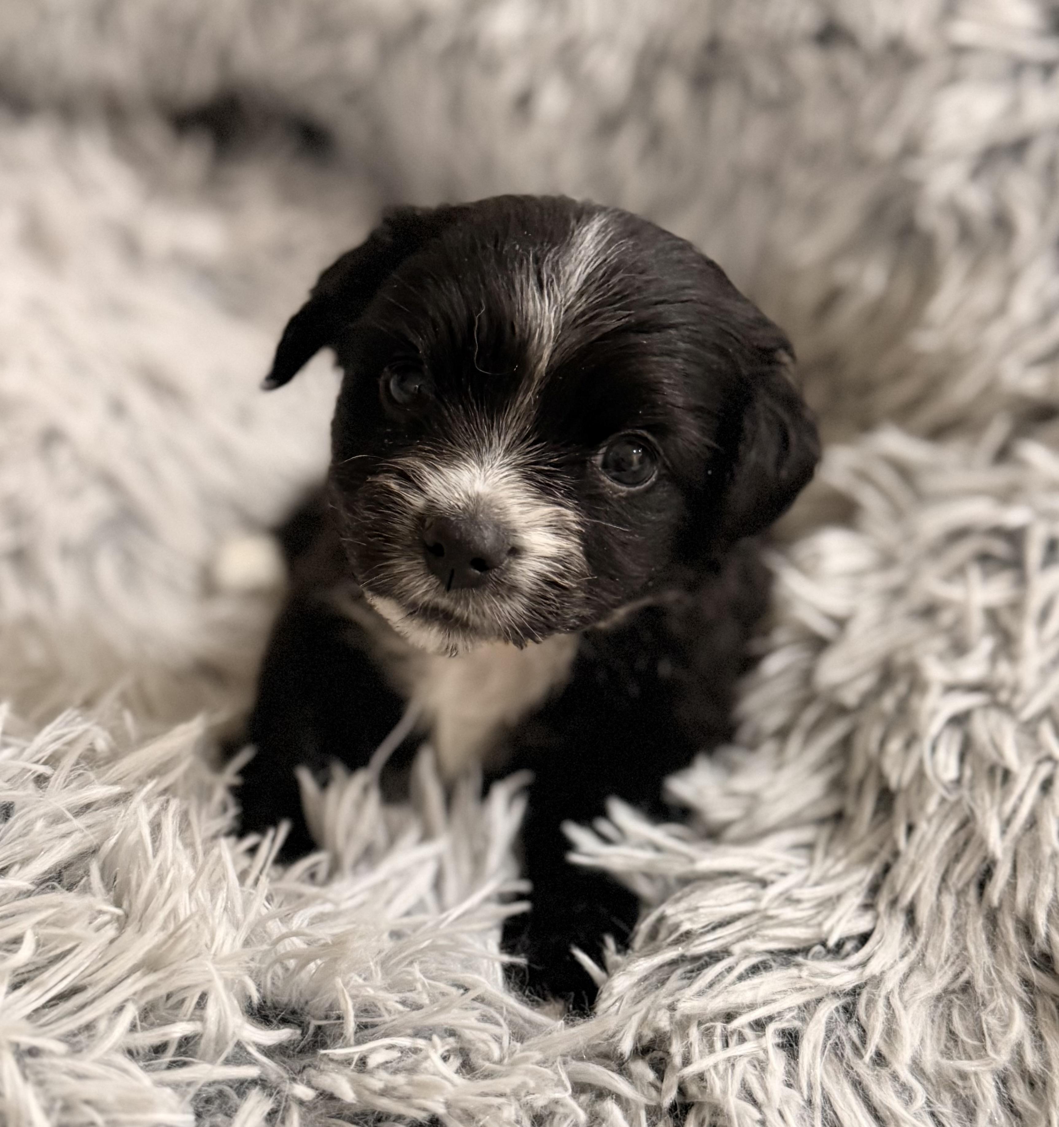 Finnegan, ADOPTABLE, Puppy Male Terrier.
