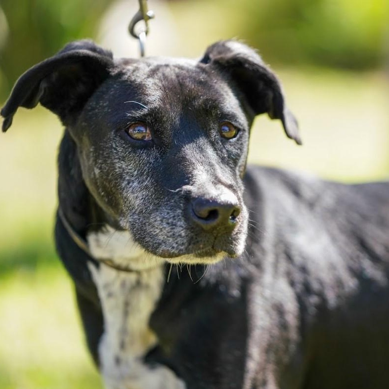 Kaiser, a Adoptable mixed breed in San Diego, CA image 5/6