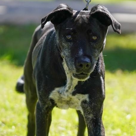 Kaiser, a Adoptable mixed breed in San Diego, CA image 3/6