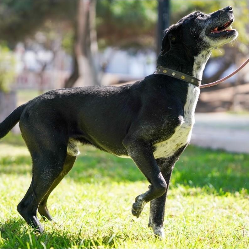 Kaiser, a Adoptable mixed breed in San Diego, CA image 4/6