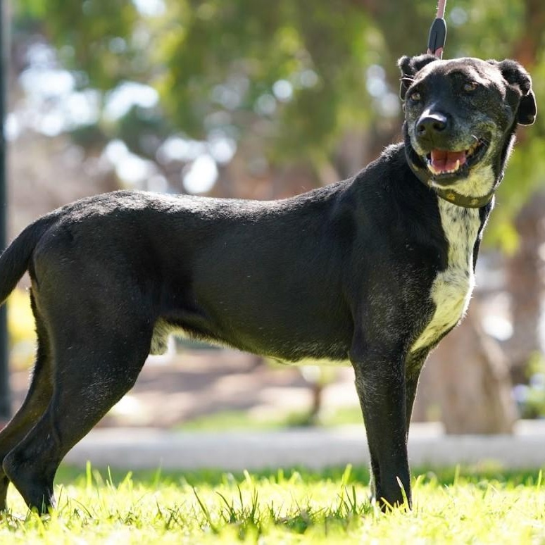 Kaiser, a Adoptable mixed breed in San Diego, CA image 2/6