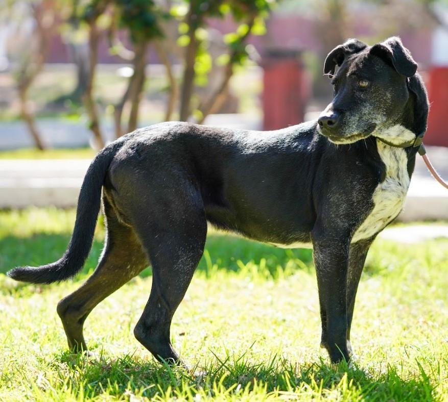 Kaiser, a Adoptable mixed breed in San Diego, CA image 6/6