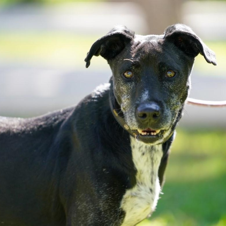 Kaiser, Adoptable, Senior Male Labrador Retriever & Pointer.