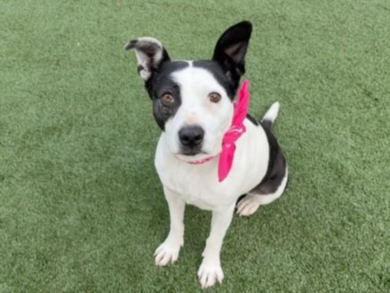 BELLA, Adoptable, Adult Female Pit Bull Terrier.