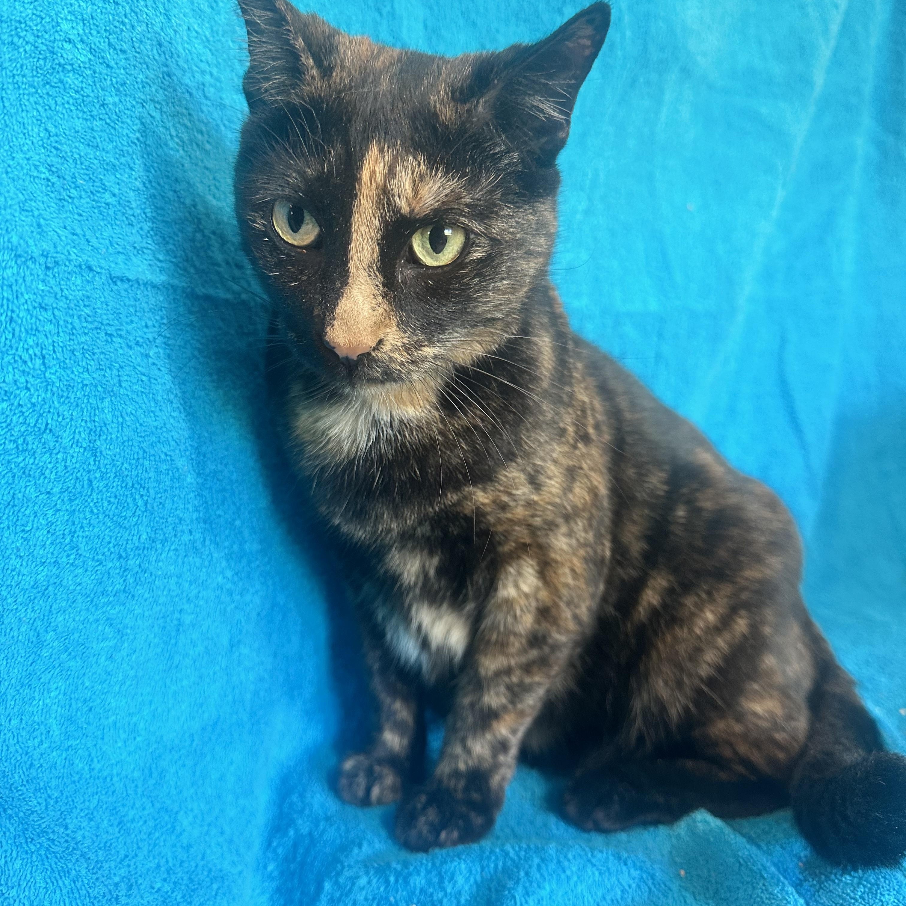 Fiona, a Adoptable mixed breed in Lake Worth, FL image 1/3