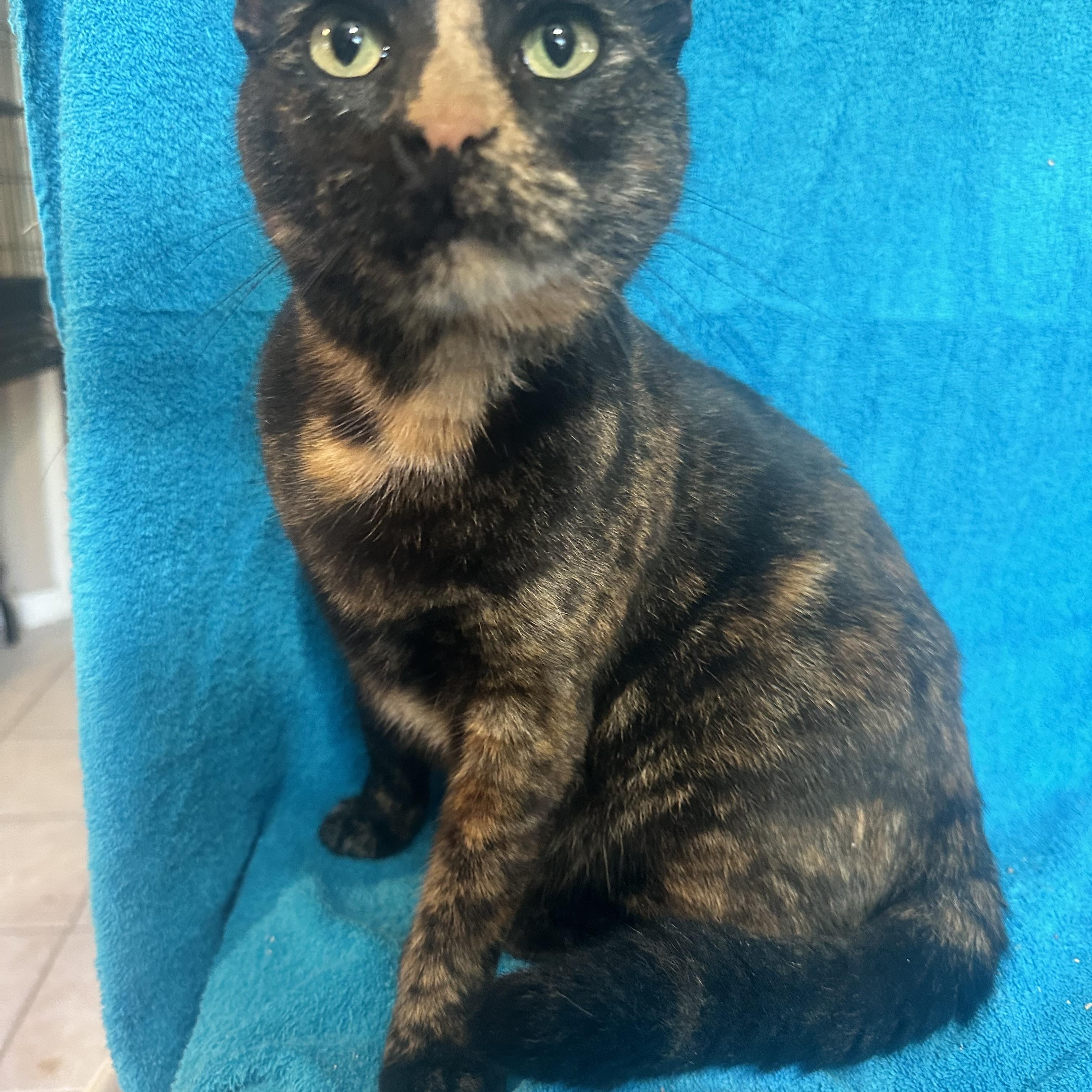 Fiona, a Adoptable mixed breed in Lake Worth, FL image 2/3