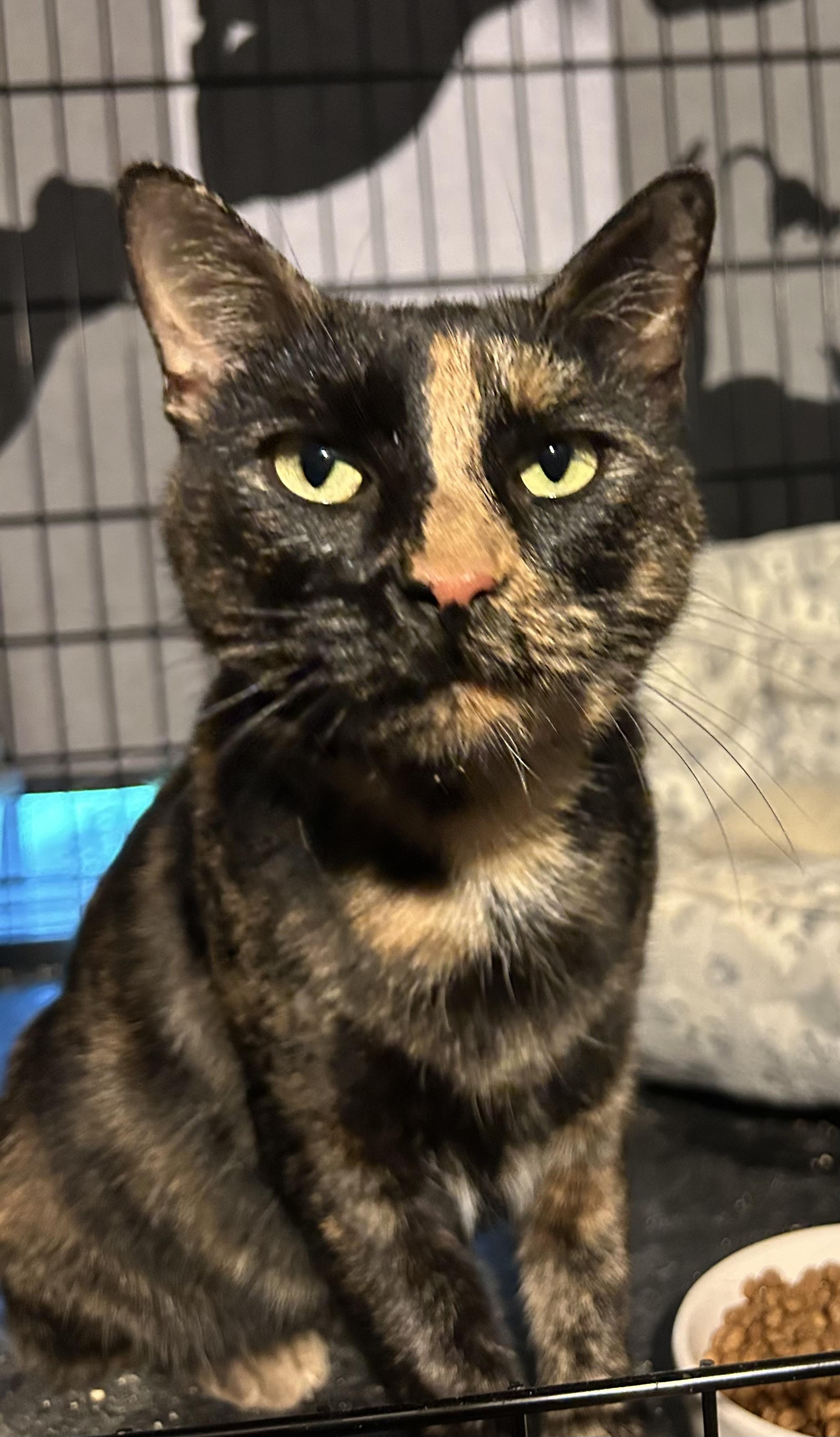 Fiona, Adoptable, Adult Female Tortoiseshell & Domestic Short Hair.