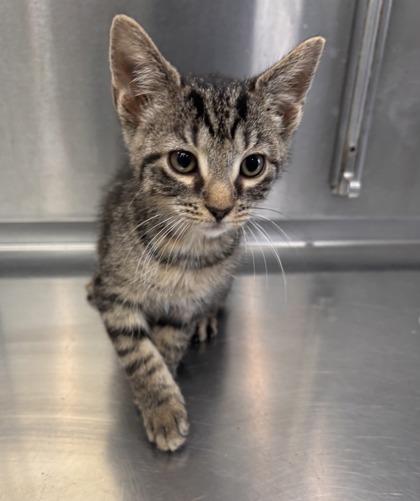 Wheeler, Adoptable, Adult Male Domestic Short Hair & Domestic Short Hair.