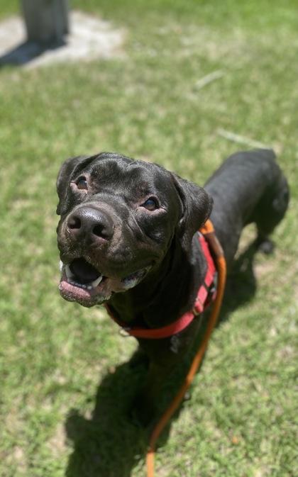 Enlarge DJ, a Adoptable mixed breed in Vero Beach, FL image 1/3