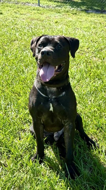 Enlarge DJ, a Adoptable mixed breed in Vero Beach, FL image 2/3