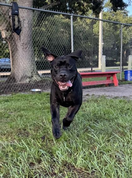 Enlarge DJ, a Adoptable mixed breed in Vero Beach, FL image 3/3