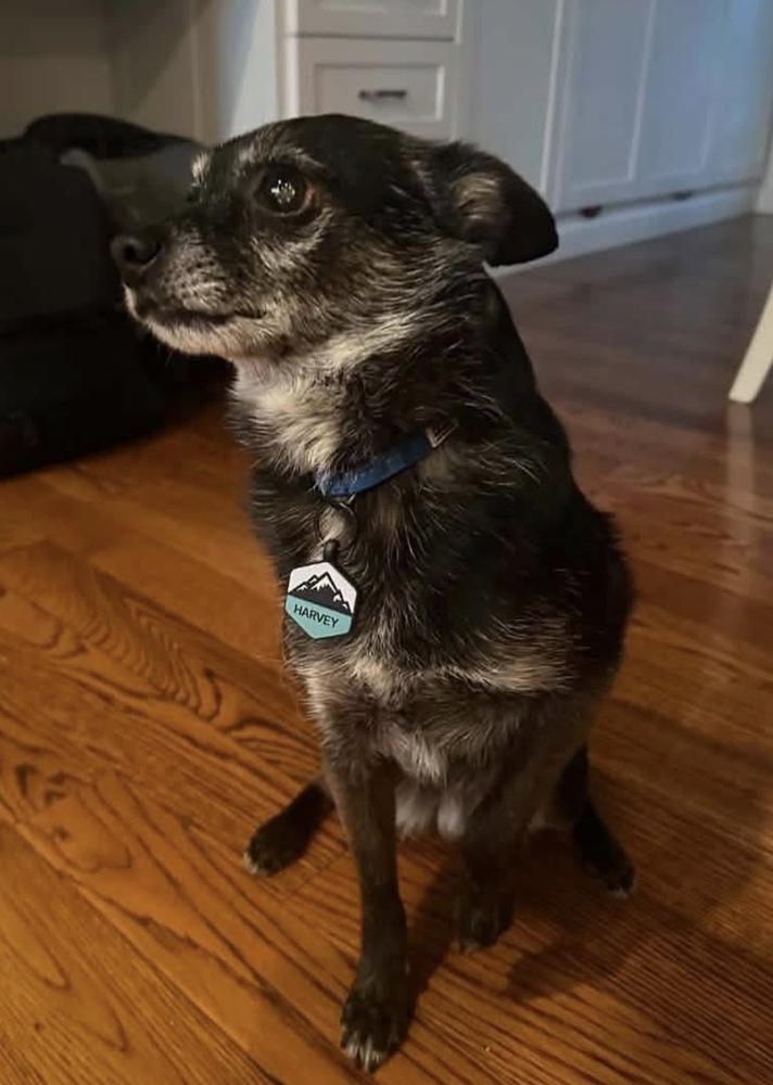 Enlarge Harvey, a Adoptable mixed breed in Columbus, OH image 4/4