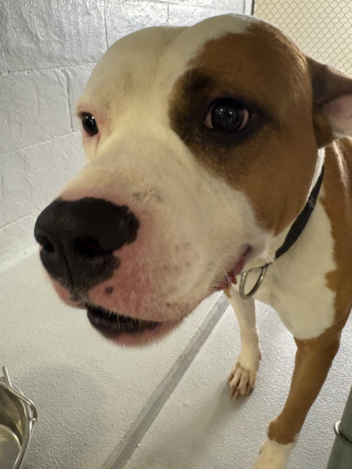 Brutus, a ADOPTABLE mixed breed in Ashland, VA image 3/4