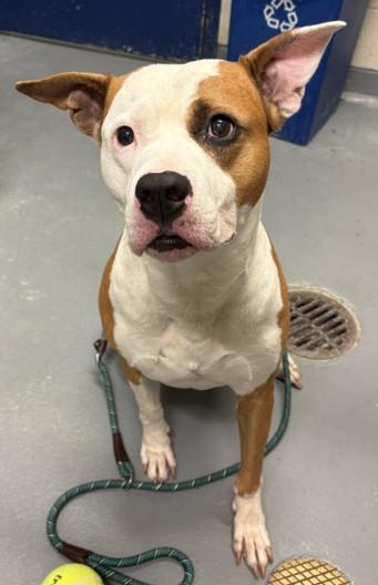 Brutus, ADOPTABLE, Adult Male American Staffordshire Terrier.