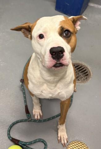Brutus, ADOPTABLE, Adult Male American Staffordshire Terrier.