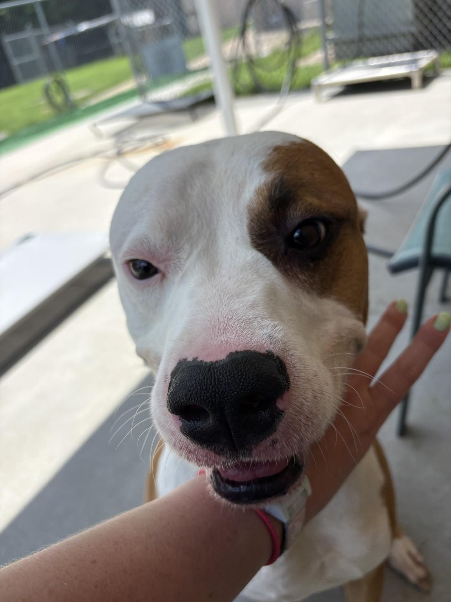 Enlarge Brutus, a ADOPTABLE mixed breed in Ashland, VA image 2/6