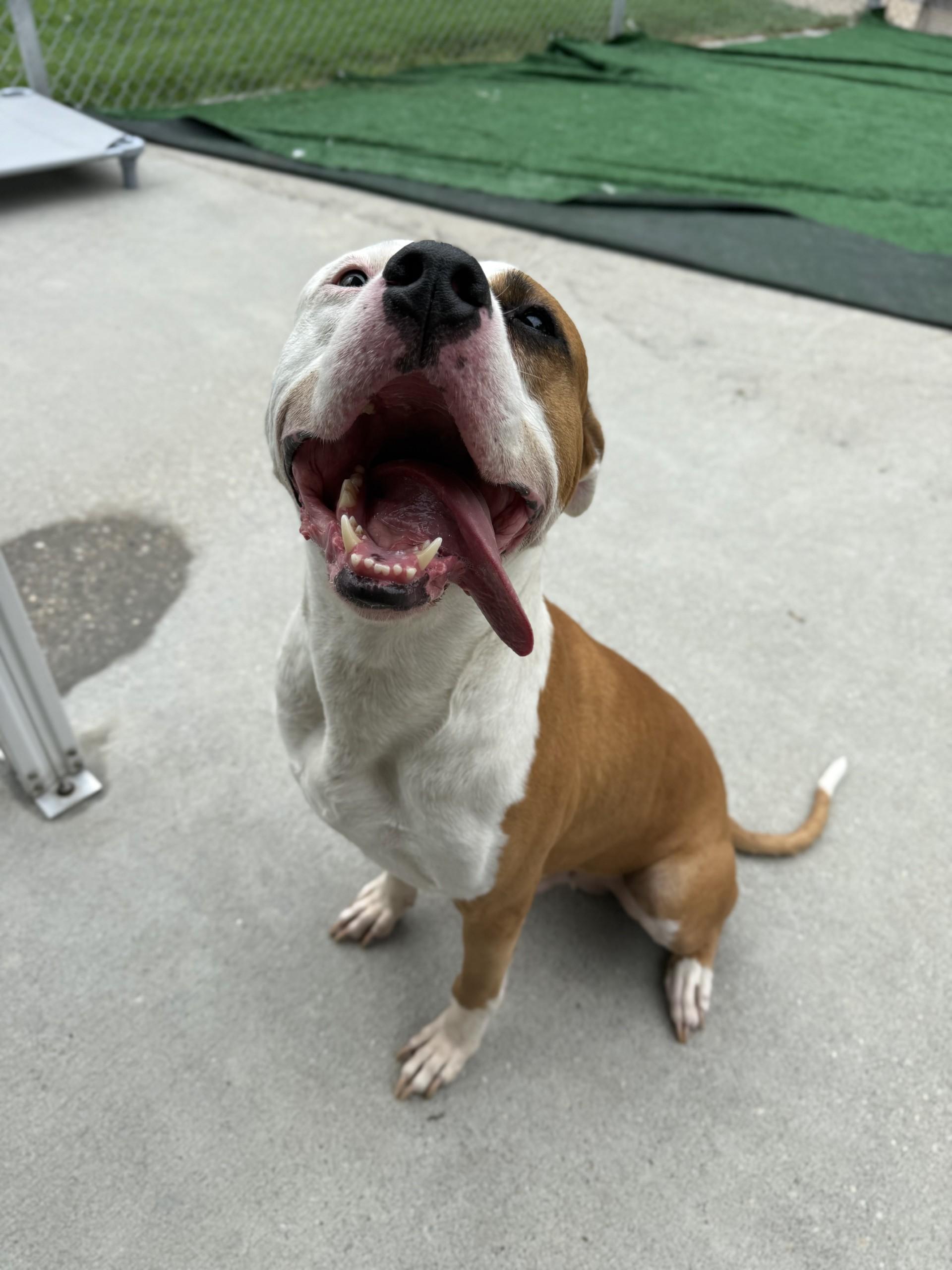 Enlarge Brutus, a ADOPTABLE mixed breed in Ashland, VA image 3/6