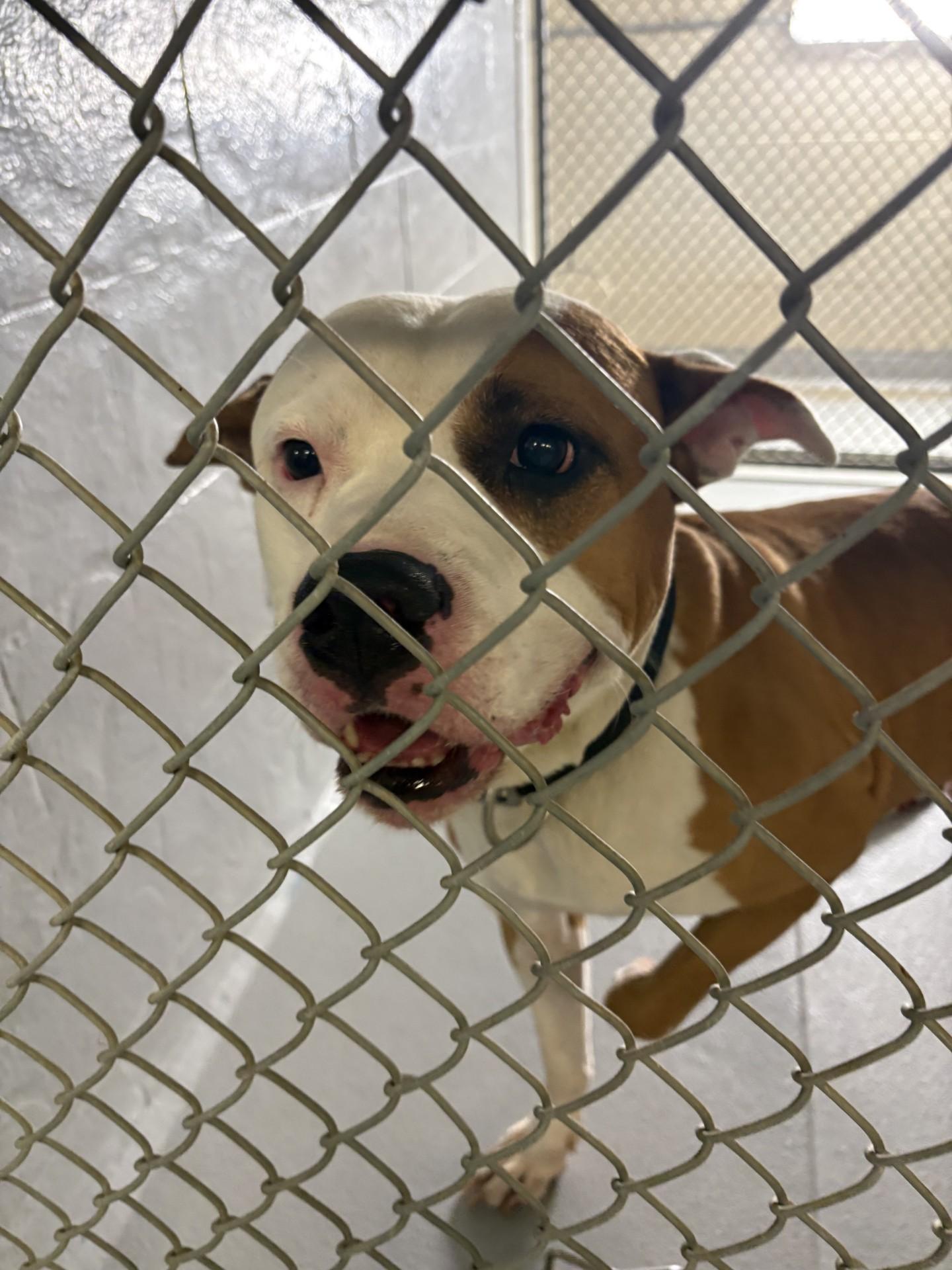 Brutus, a ADOPTABLE mixed breed in Ashland, VA image 4/4