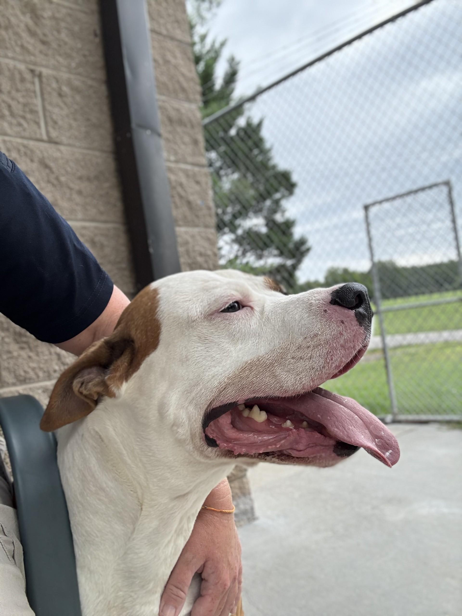 Enlarge Brutus, a ADOPTABLE mixed breed in Ashland, VA image 6/6
