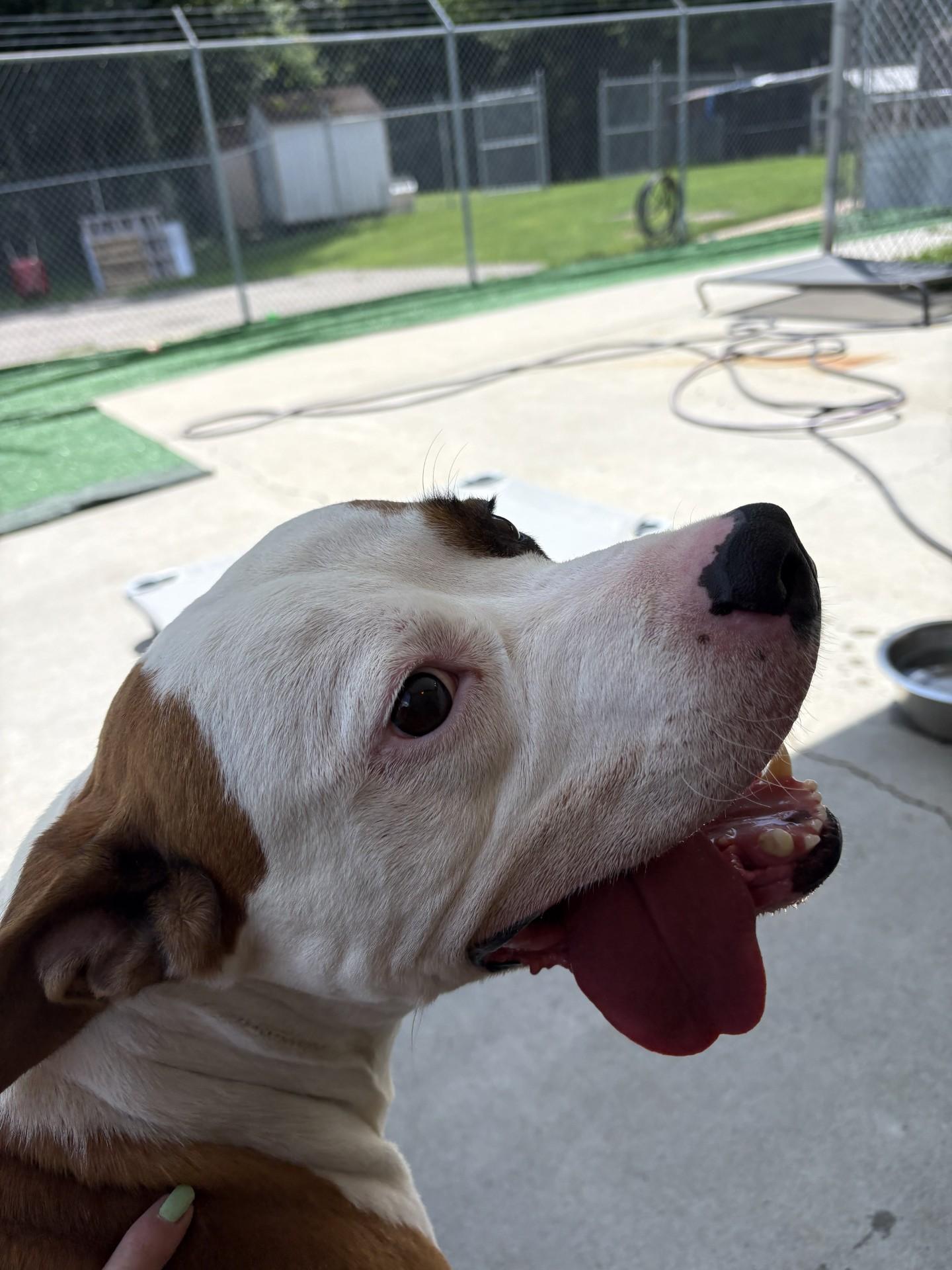 Enlarge Brutus, a ADOPTABLE mixed breed in Ashland, VA image 4/6