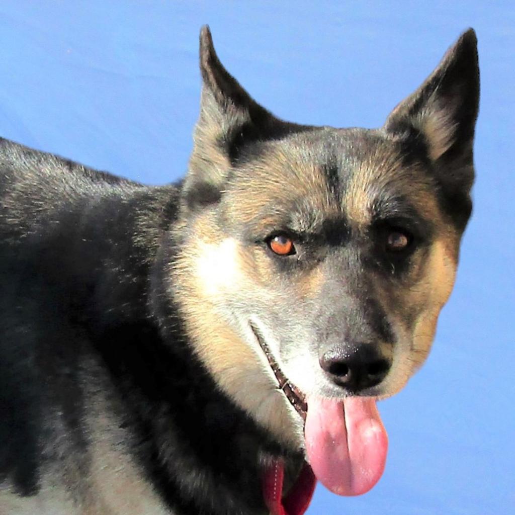 Moose, Adoptable, Senior Male Mixed Breed.