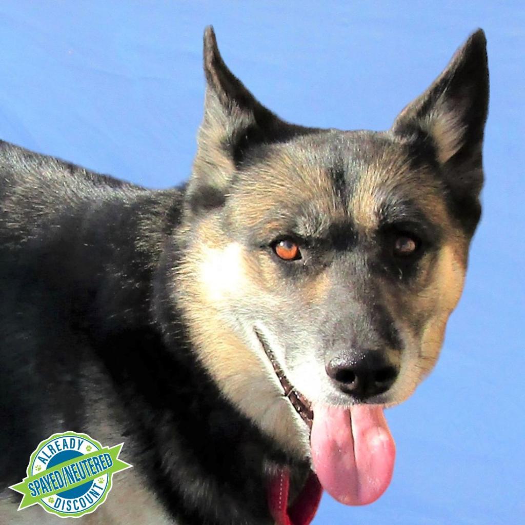 Moose, a Adoptable Mixed Breed in Las Cruces, NM image 2/6