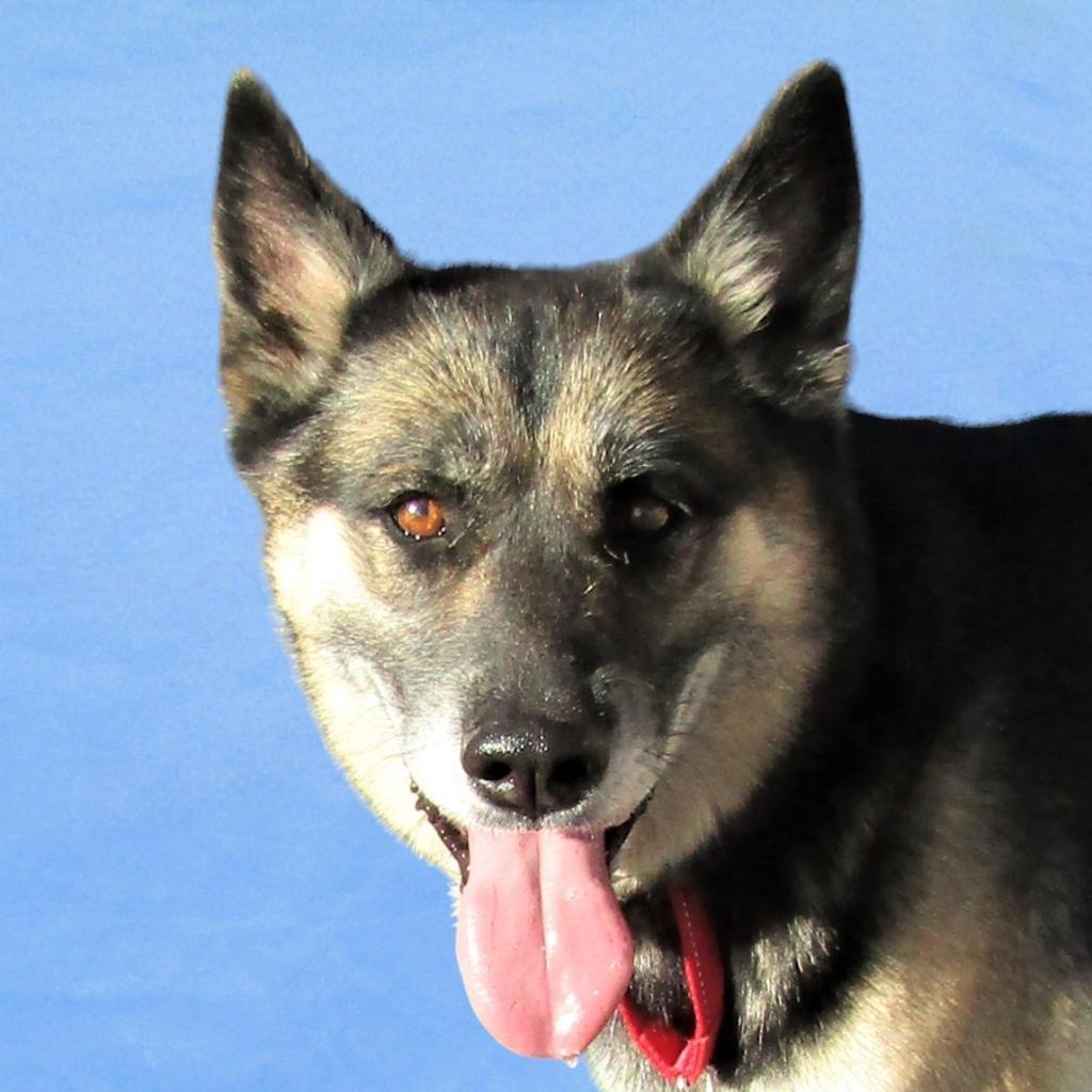 Moose, a Adoptable Mixed Breed in Las Cruces, NM image 3/6