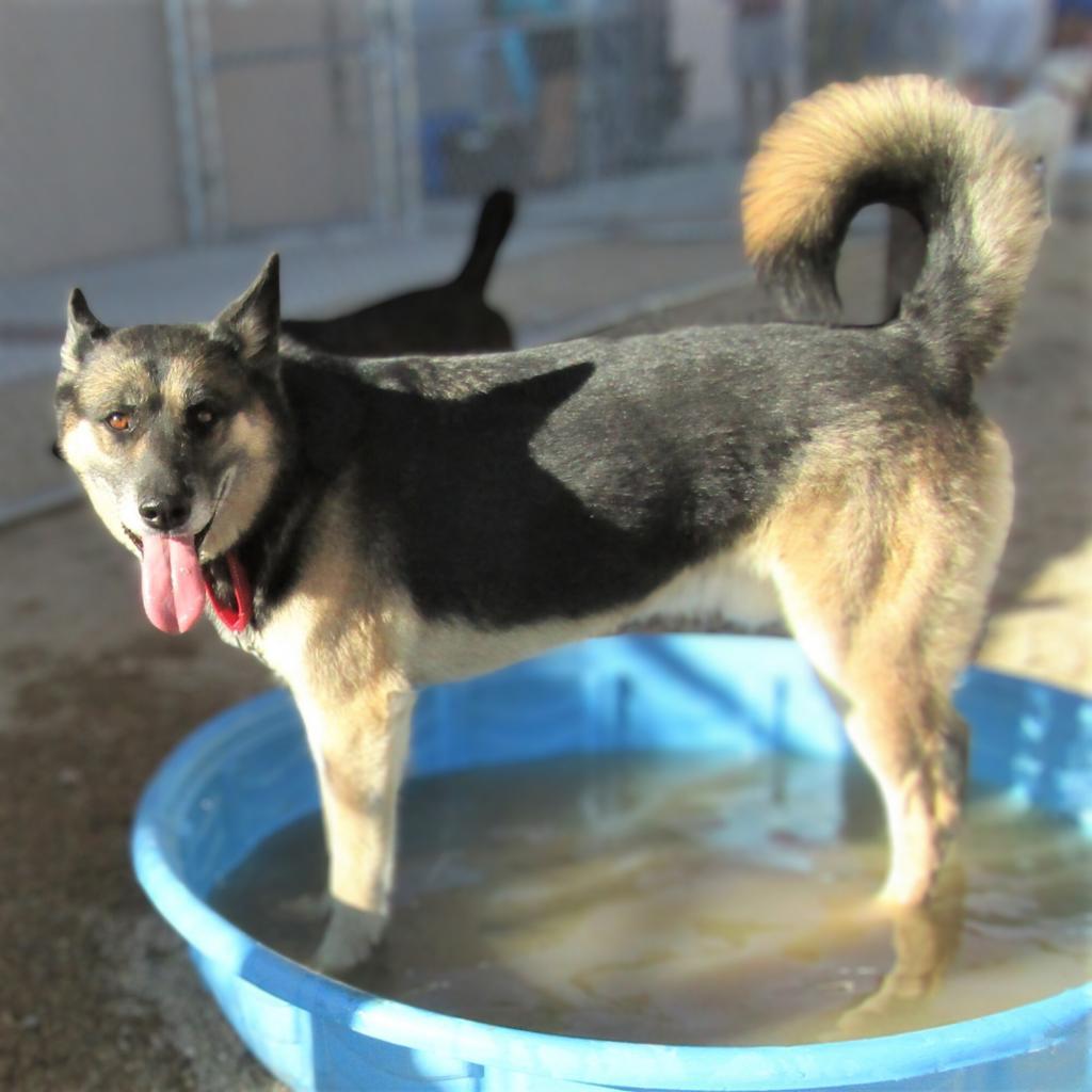 Moose, a Adoptable Mixed Breed in Las Cruces, NM image 4/6