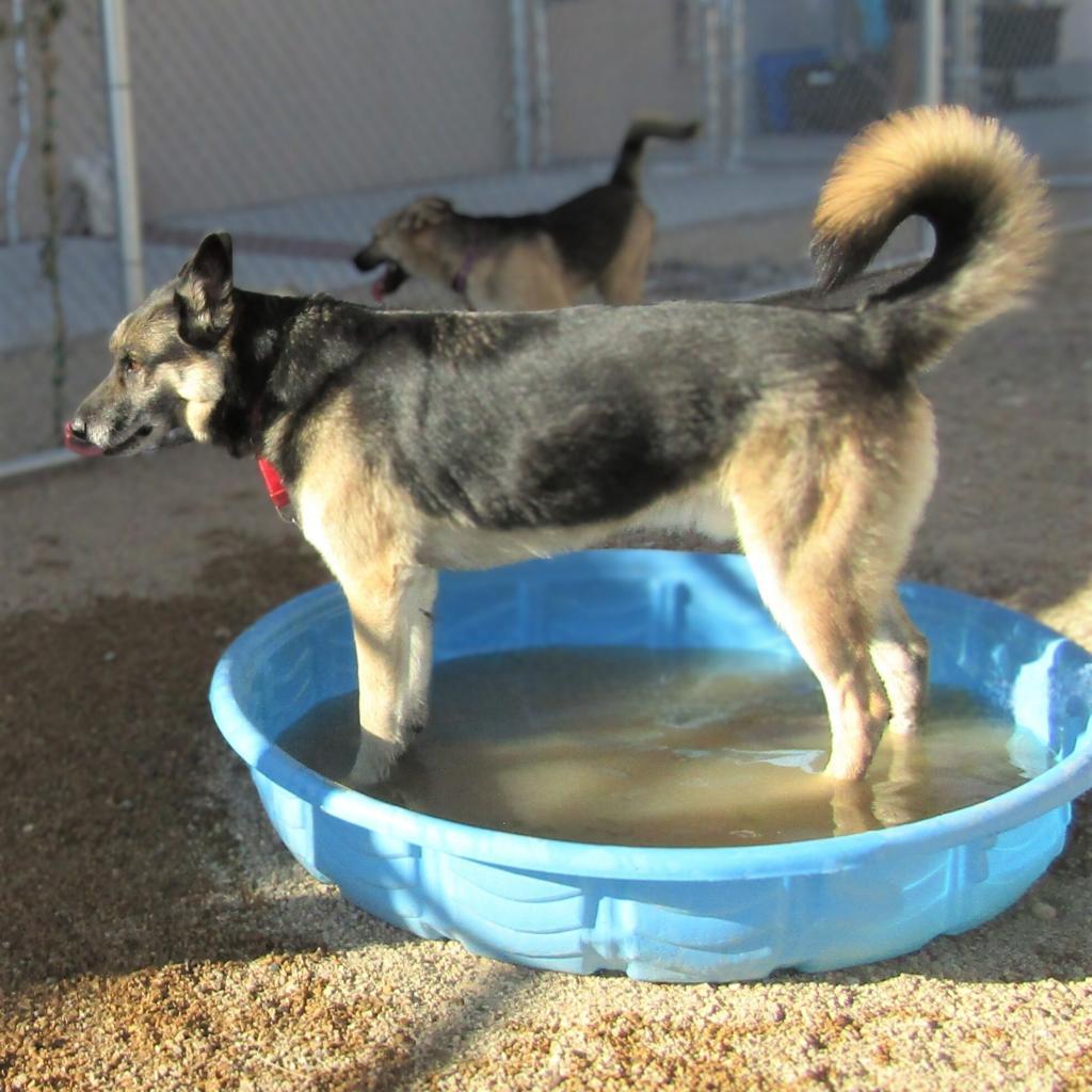 Moose, a Adoptable Mixed Breed in Las Cruces, NM image 5/6