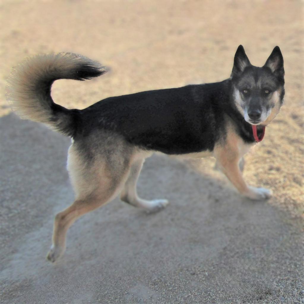 Moose, a Adoptable Mixed Breed in Las Cruces, NM image 6/6
