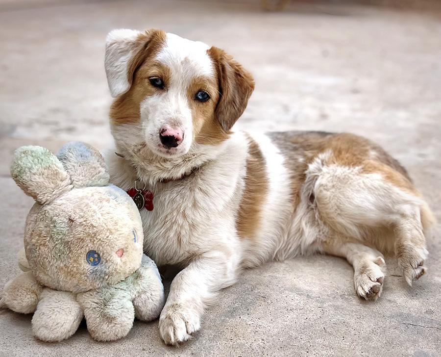 Enlarge Viggo, a ADOPTABLE mixed breed in Albuquerque, NM image 1/1