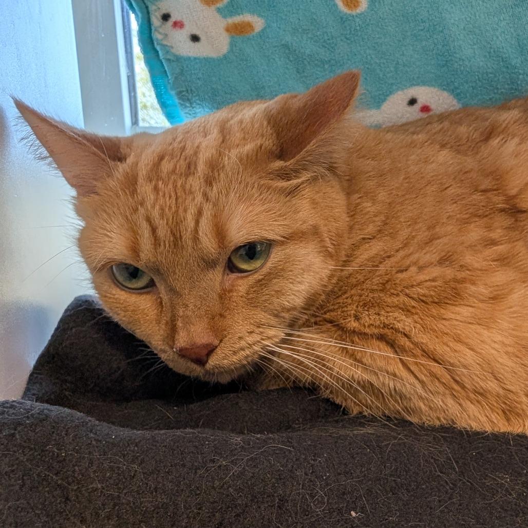 Tuhkimo, Adoptable, Adult Female Domestic Short Hair & Mixed Breed.